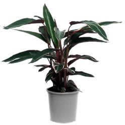 کالاتیا سه رنگ